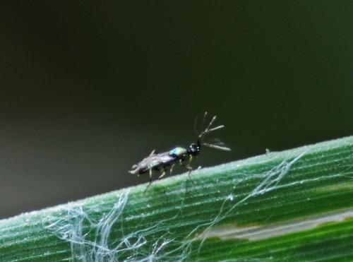 Pnigalio sp.